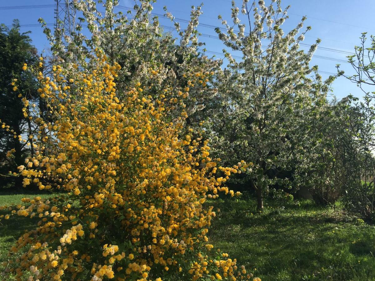 Il Rudere Bed & Breakfast Ravenna Luaran gambar